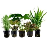 AquaOne Aquarium Pflanzen I 5X Wasserpflanzen I Mittelgrund Aquarienpflanzen I Anubias Lagenandra...