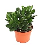 Exotenherz - Crassula portulacea - Geldbaum - große Pflanze im 12cm Topf