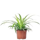 Grünlilie 'Ocean' - pflegeleichte Zimmerpflanze, Chlorophytum Comosum - Höhe ca. 20 cm, Topf-Ø 12...