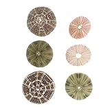 Lurrose 6 Stück Seeigel Muschel Deko mit Glatten Kanten Natürliche Luftpflanzenhalter und Aquarien...