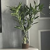 20 pcs Glücksbambus Kaufen Samen saatgut, balkongewächshäuser Glücksbambus Samen - Dracaena...