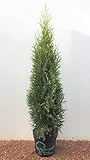 Thuja occidentalis 'Smaragd' 60–80 cm – Immergrün, Winterhart, Pflegeleicht – Lebensbaum –...