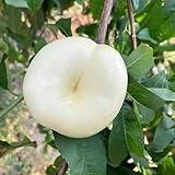 pfirsichbaum deko büro obstbäume kaufen baumsamen zimmerpflanzen balkonpflanze zwergobstbäume...