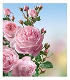 BALDUR Garten Delbard® Kletterrosen 'Nahéma®', 1 Pflanze, Duftrose, rosettenförmige rosa...