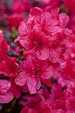 Rhododendron obt.'Diamant Rot' -R- C 2 20-25 Japanische Azalee 'Diamant Rot'®,winterhart, deutsche...