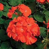 100 Stück Geranien-Blumensamen zum Anpflanzen, Orange