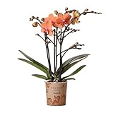 Kolibri Orchids | Orange Phalaenopsis Orchidee - Mineral Bolzano - Topfgröße Ø9cm | blühende...