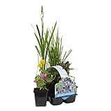 Bloomique - 6er Set - Blühende Teichpflanzen - Wasserpflanzen Miniteich - Zone 1 & 2 - Winterhart -...