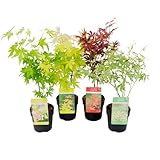 Plant in a Box - Acer palmatum - Japanischer Ahorn Baum Winterhart - 4er Set - Acer palmatum...