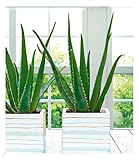 BALDUR Garten Echte Aloe Vera, 1 Pflanze, im 10,5 cm-Topf, Luftreinigende Zimmerpflanze, Gel...