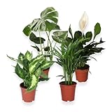 4er-Set, Monstera & Dieffenbachia & Spathiphyllum & Areca, 40-45cm, 12er Topf, Pflanzen für Wohnung...