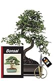Genki-Bonsai Bonsai-Starterset Chinesische Ulme – 4-teiliges Indoor-Komplettset mit Schere,...