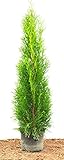 Thuja occidentalis 'Smaragd' 80–100 cm – Winterhart, Immergrün, Pflegeleicht –...