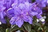 Rhododendron impeditum 'Saint Merryn' 15-20 cm - Zwerg-Rhododendron, violette Blüten, Blütezeit...