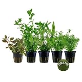 AquaOne Aquarium Pflanzen I 5x Wasserpflanzen I Anti Algen Aquarienpflanzen I Schnellwachsende...