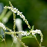 Melilotus officinalis Samen, Steinklee, blumenwiese samen bodendecker hochbeet samen kräutersamen...