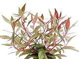 Alternanthera Rosaefolia, Rosablättriges Papageienblatt, Rosa mit heller Nervatur, Südamerika,...