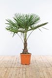 Chinesische Hanfpalme/Trachycarpus Fortunei auf Stamm/Palme / 80-100cm auswählbar (125-150cm)