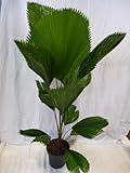 [Palmenlager] Licuala grandis 150 cm - Stamm 20 cm // großblättrige Strahlenpalme // Zimmerpflanze...