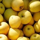 apfel, baumsamen für sonnige plätze apfelbaum gartendeko für draußen, deko zimmerpflanzen...