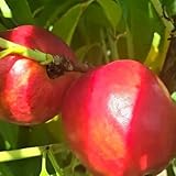 Pfirsichbaum Prunus persica ‘Precoce’ – früher, süßer Pfirsich | Obstbaum 100–140 cm |...