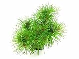 Indisches Sternkraut - Pogostemon deccanensis Aquariumpflanze