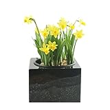 designgrab Granit-Grabschale Karree Orion blaugrau-schwarz-rotbraun 30 cm, poliert & würdevoll