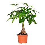 Bloomique - Pachira Aquatica - Glückskastanie - Zimmerpflanzen - Luftreinigend - Pflegeleicht -...