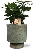Coffea Arabica - Kaffeepflanze - Zimmerpflanze - Ø12cm - 25cm + Topf Aily Grün Ø14x18cm