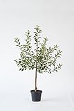 Apfelbaum 'Gerlinde' mit Erntegarantie, 25L Topf, 3-4 Jahre alt - Pfundskerl - Apfel - Buschbaum