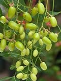 Niembaum Azadirachta indica 5 Samen