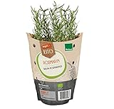 tegut…Bio Rosmarin im Topf