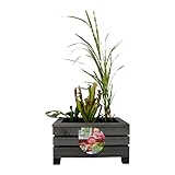 UNUS Miniatur Teichbecken, Miniteich in Holzkiste mit separatem Plastikeinsatz, für Balkon oder...