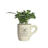 Echte Kaffee Pflanze coffea arabica ca. 30cm - pflegeleichter Kaffeestrauch, Zimmerpflanzen,...