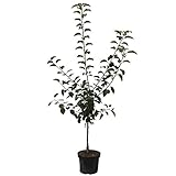 Apfelbaum Roter Boskoop Winterapfel Backapfel Buschbaum 110-140 cm im 7,5 Liter Topf Unterlage M9