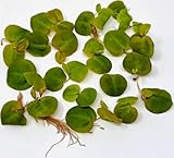 WASSERPFLANZEN WOLFF - eine Portion Schwimmende Wolfsmilch/Phyllanthus fluitans, Klärpflanze...