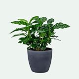 Coffea arabica – Kaffeepflanze – pflegeleichte Zimmerpflanze im Topf Ø 12 cm, ca. 30 cm hoch...