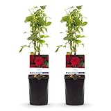 GreenboutiQ - Kletterrose - Rosa Red Climber - Blüte Rot - Wenig Pflege - 2 Pflanzen - Topf 11cm...