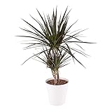 Drachenbaum, Dracaena Marginata, echte Zimmerpflanze mit gratis 17 cm Topf, Höhe circa 70 cm,...