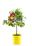 Citrus limon Lunario 80-100 cm – Echter Zitronenbaum für Garten & Terrasse –...