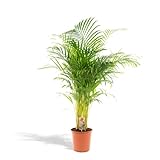 Hello Plants XXL Areca Palm Goldpalme/Dypsis Lutescens 130cm hoch , 24Ø - Große Zimmerpflanzen -...
