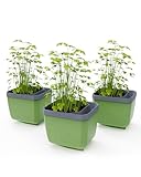 GUSTA GARDEN Herbs Buddy - Selbstbewässerungstopf & Kräutertopf für Küche & Fensterbank, Ideal...