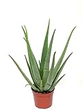 Blumen Senf Echte 2 Pflanzen Aloe Vera, 12 cm Topf, ca. 40 cm hoch,