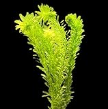 WASSERPFLANZEN WOLFF - ein Bund schöne Dichtblättrige Argentinische Wasserpest/Egeria Densa...