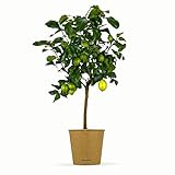 Bloomify® Zitronenbaum “Zeus” | 65 bis 100 cm | Fruchtreife Zitrone perfekt für Terasse und...