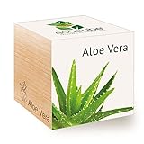 Feel Green 296244 Ecocube Aloe Vera, Nachhaltige Geschenkidee (100% Eco Friendly), Grow Your...