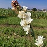 Tuberose zwiebeln,Winterharte,tuberose zwiebel winterhart mehrjährig,Staude TOP SORTE,Tuberose...