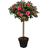 Gardeners Dream Japanische Azalee Winterhart (Azalea Japonica) - Azaleen Pflanzen Stamm -...