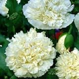Mohn, Schlafmohn 'White Paeony' - Papaver somniferum (Poppy White Peony)