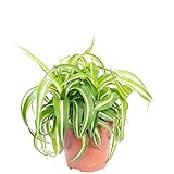 Grünlilie 'Bonnie' - echte Zimmerpflanze, Chlorophytum Comosum - Höhe ca. 25 cm, Topf-Ø 12 cm